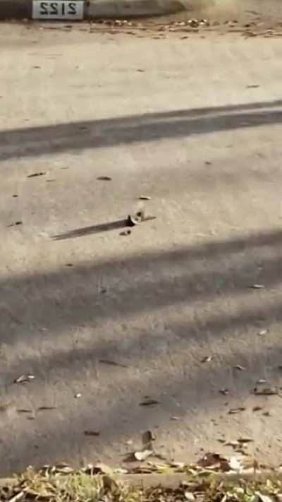 two sparrows are fighting, they don't even notice the approaching cat.