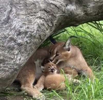 While yawning is considered an involuntary reflex in many vertebrates, there is evidence that yawning can be "contagious" in the social context of promoting group bonding. Just after the mother caracal yawns, the baby instinctually "copy cats" her in orde