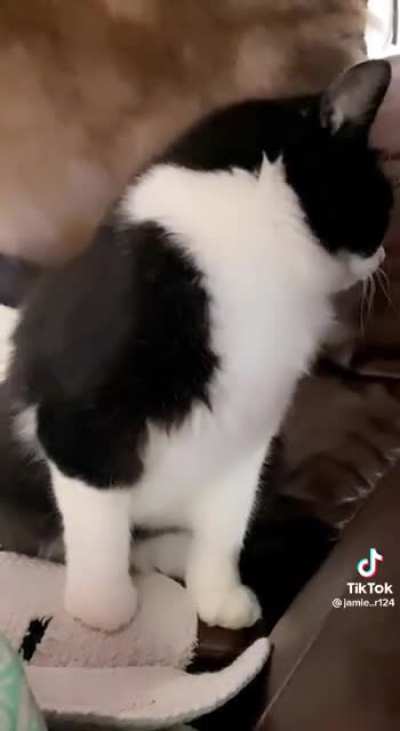 Angry cat