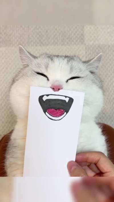 Adding expressions to a cat.