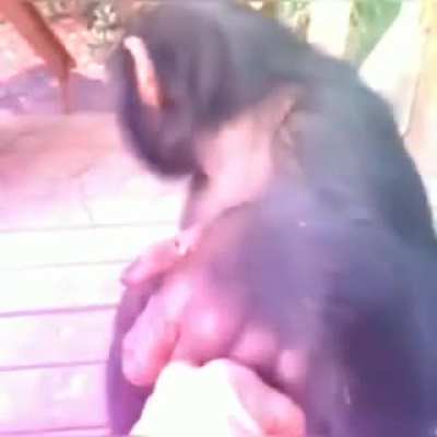 Orslok cuando tenga simio