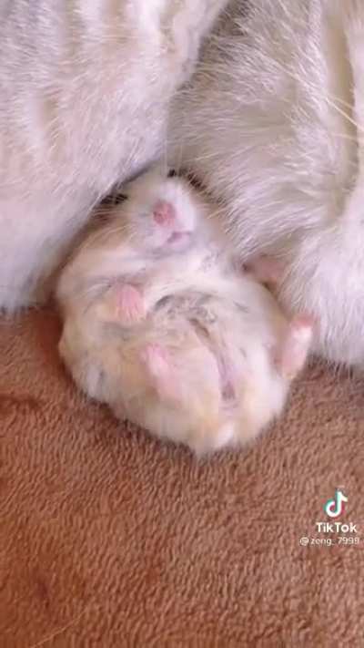 Tom and Jerry