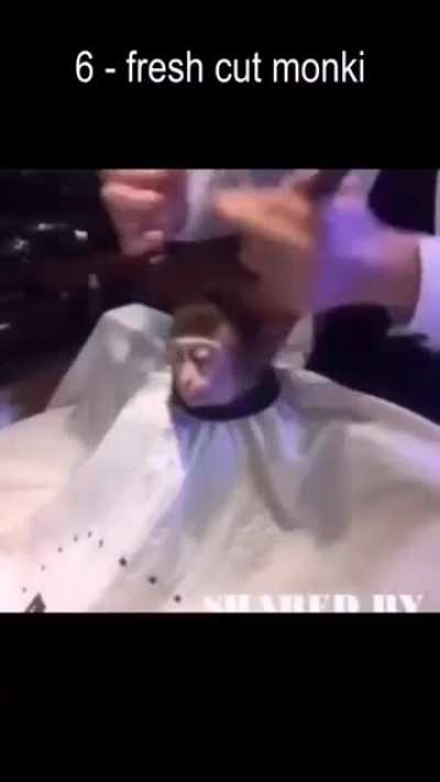 Top 10 Monke Videos