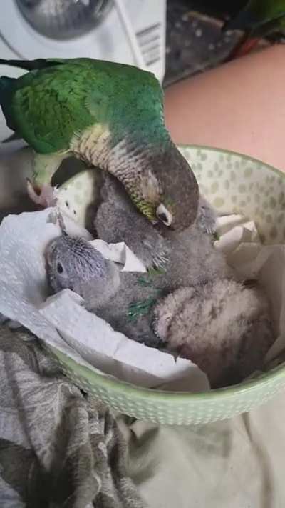 Meet Perry and Lenny, two DNA tested female green cheek conured who laid "sterile" eggs... Also meet their "eggs".