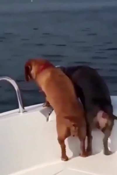 Happy Doggo!