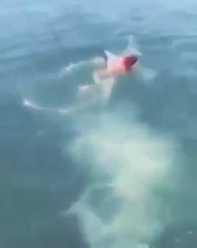 Florida man gonna do Floridian shit