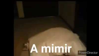 No aparec&iacute; en el MCLMI, nada fuera de lo normal. A mimir