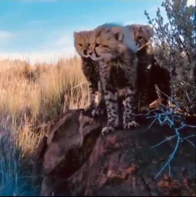 Cheetah introduces photographer to her little Cheetos