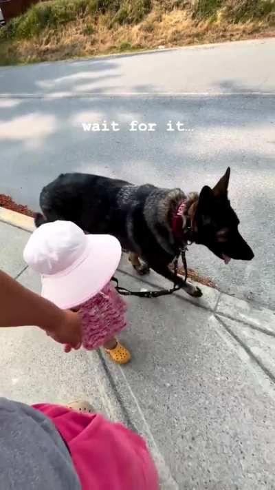 Dog Training