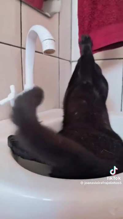 Esse gato &eacute; mais inteligente q nois