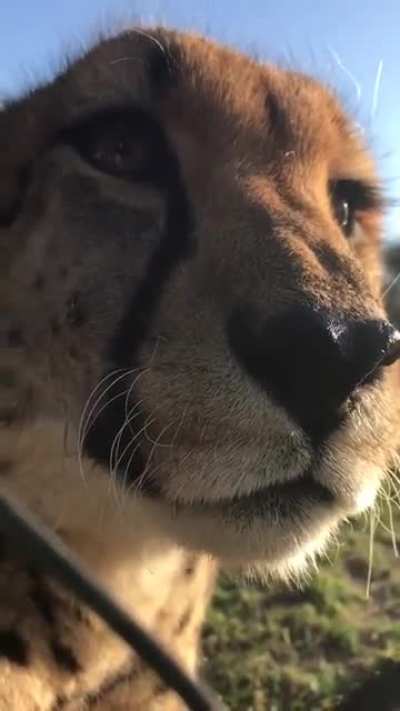 Big Cat Meow