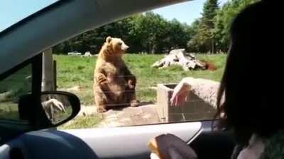 Fui ver os "waving bears"; n&atilde;o decepcionaram.