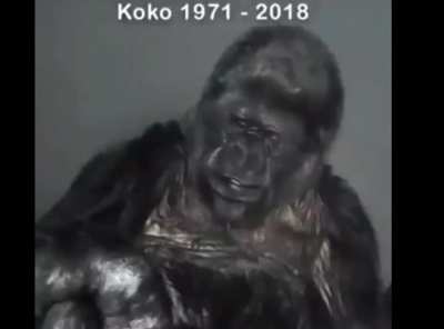 Hooman bad let's save monke
