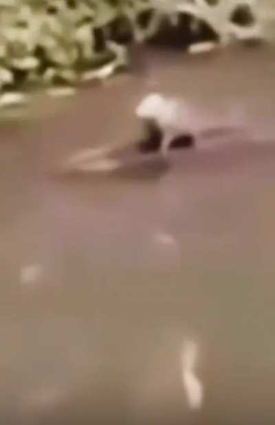 Capybaras pulling up on crocs