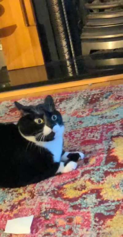 airplane ears and zoomies!