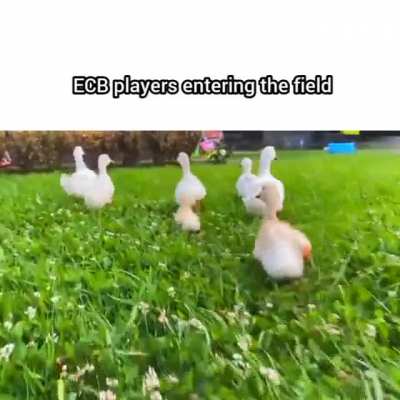 oc