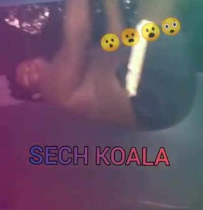 Sech koala 😎👌🤑