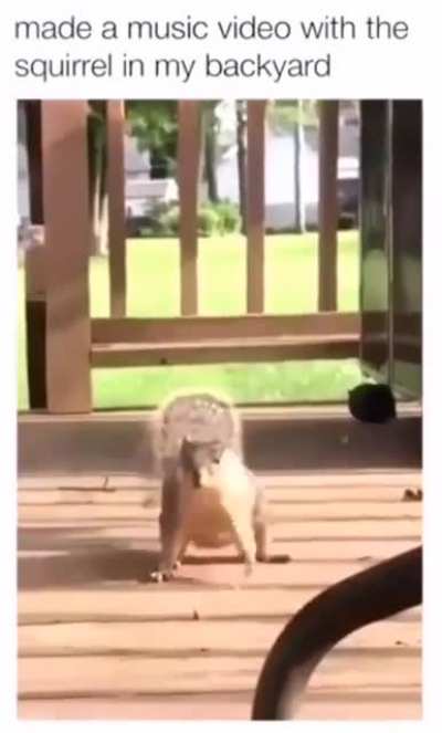 Dancing squirrel