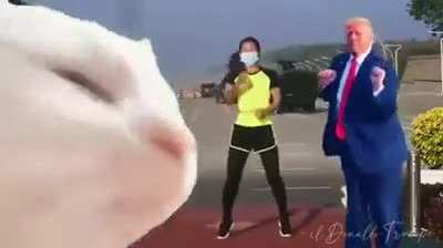 Забавное видео из трех мемов
