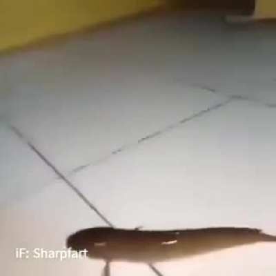 Eles t&atilde;o evoluindo chat!
