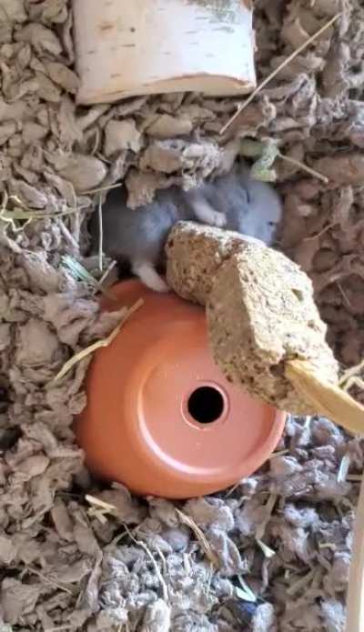 Little guy has figured out he doesn&rsquo;t need to stand up or even open his eyes to eat.