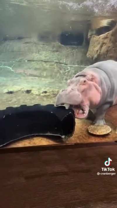 Hippopotamussy &hellip;(sound on)