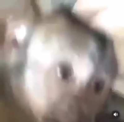 M&ouml;nk&euml;