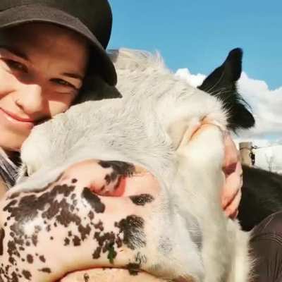 Cow pets
