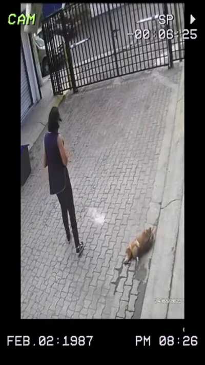 Cachorro coxinha 