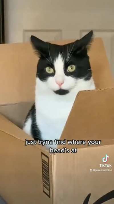 Spectator in a box