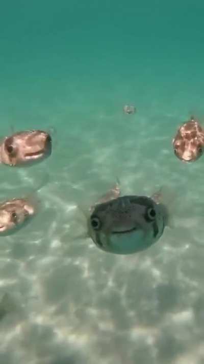 🐡
