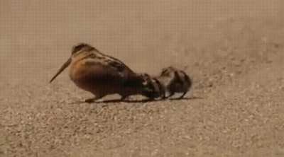An American woodcock and her two chicks are searching for food together using a remarkably bouncy walk, which resembles a dance, that helps them stir up worms. The younglings are mimicking their mother's actions as they motion forward and feel for the mov