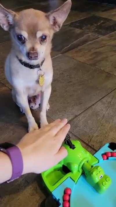 Our dog will not allow us to play Hungry Hungry Hippos