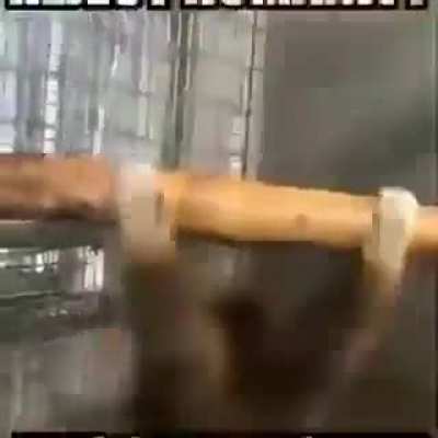 return to monke