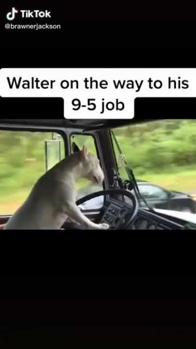 Walter do be good at driving doe
