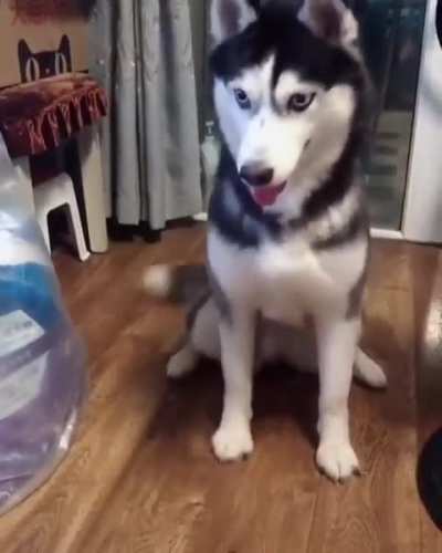 Husky doesn&rsquo;t quite have a grasp on &ldquo;shake&rdquo;