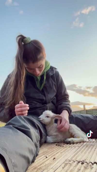 lamb