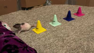 My adorable rat Butter combining weaves and fetch!