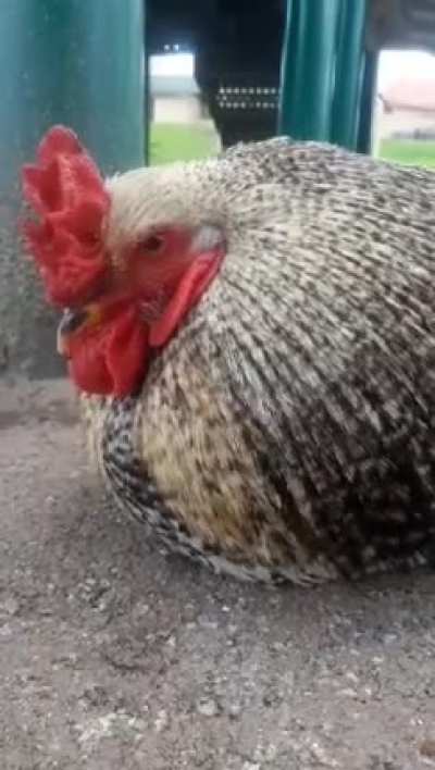 Just a rooster trying to sleep.