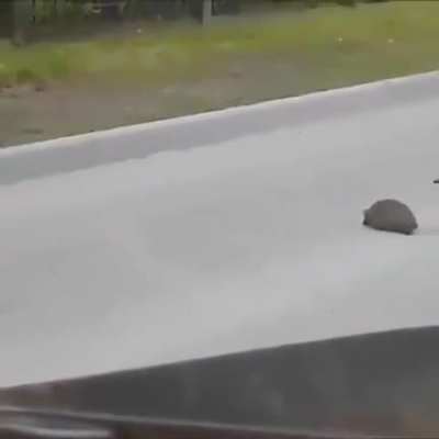 Magpie helping a little critter across the street