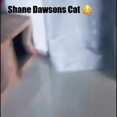 "I cum all over the cat" - Shane Dawson