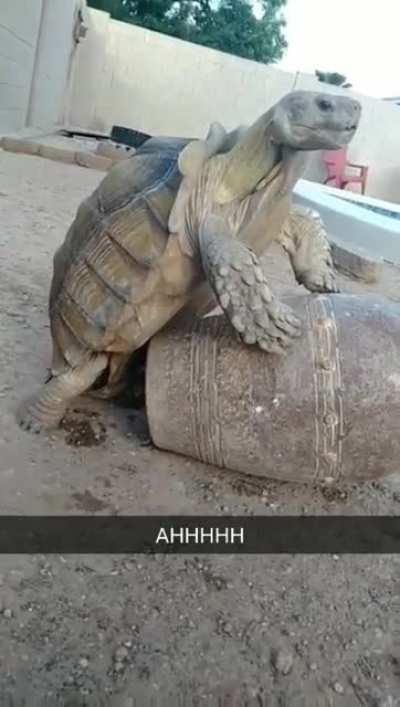 My parents tortoise being a little nasty...