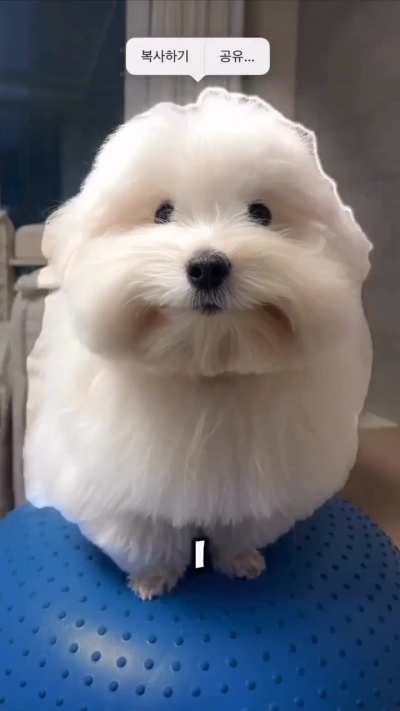 Dog! Bery fu