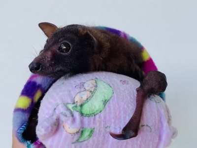 Taking it all in - it&rsquo;s a big wide word for a smol baby bat.