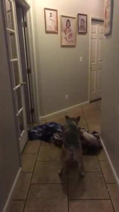 Doggo needs bonk