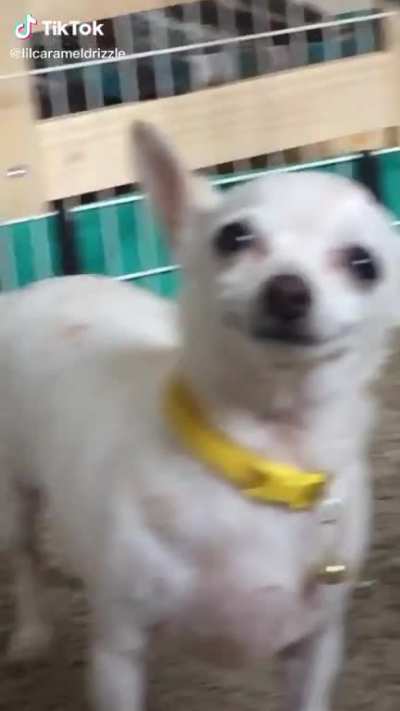 Derpy boi