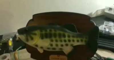 Fish goes 🎶🎶