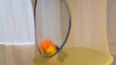 Birdie trampoline.