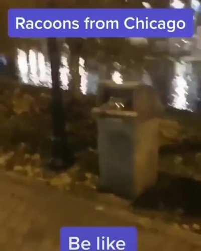 Raccoons are scary
