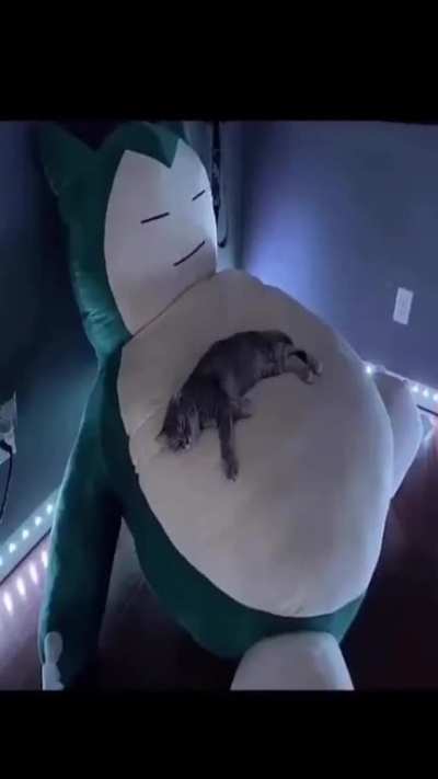 🐈